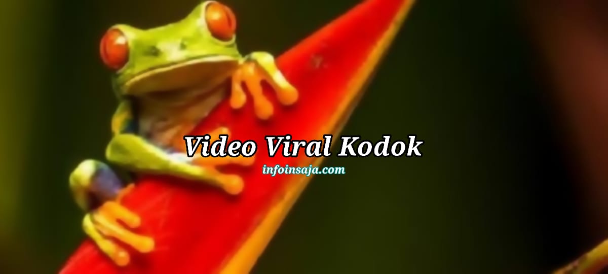 Video Viral Kodok